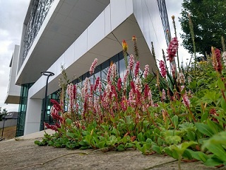 Flowers outside BHB
