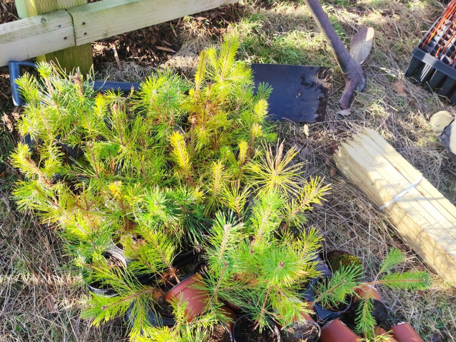 Tree planting-sapling1