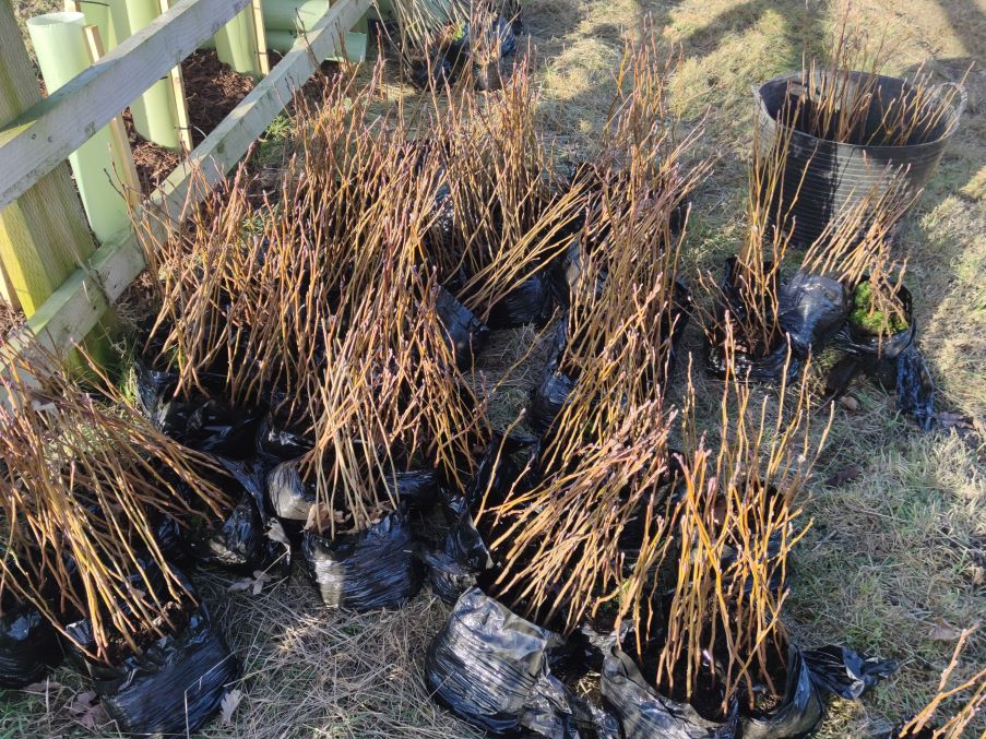 Tree planting-Sapling 3